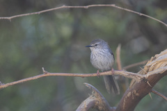 Phragmacia substriata