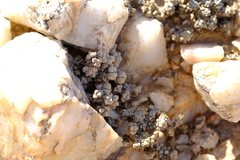 Crassula elegans elegans