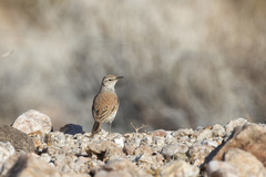 Certhilauda subcoronata bradshawi