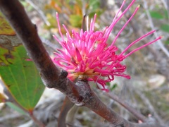 Hakea obtusa