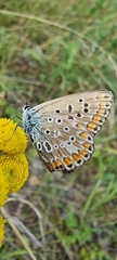Polyommatus icarus