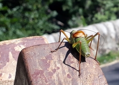 Bradyporinae