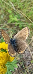 Polyommatus icarus