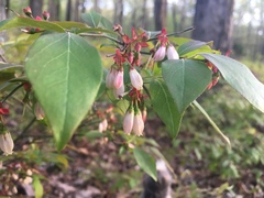 Vaccinium virgatum