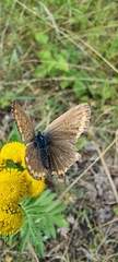 Polyommatus icarus