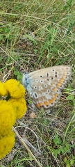 Polyommatus icarus