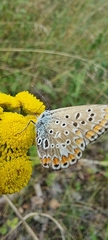 Polyommatus icarus