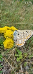 Polyommatus icarus