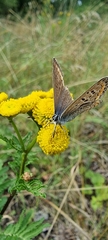Polyommatus icarus