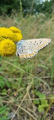 Polyommatus icarus