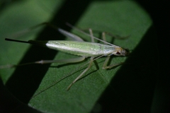 Oecanthus longicauda
