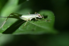 Oecanthus longicauda