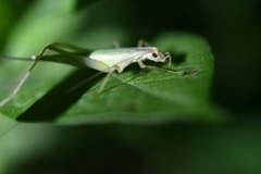 Oecanthus longicauda