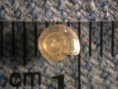 Glyphyalinia