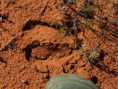 Alcelaphus buselaphus caama