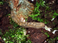 Pseudodesmus