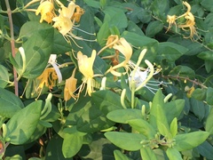 Lonicera japonica