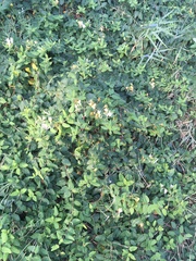 Lonicera japonica