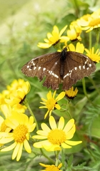 Aulocera brahminus brahminus