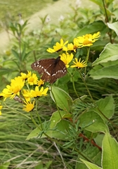 Aulocera brahminus brahminus