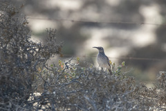 Certhilauda curvirostris falcirostris