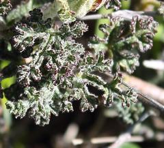 Anisodontea dissecta