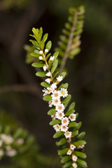 Thryptomene micrantha