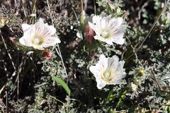 Anisodontea dissecta