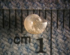 Glyphyalinia