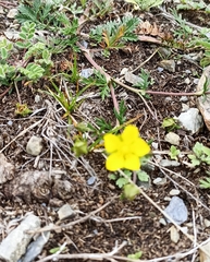 Potentilla multifida