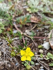 Potentilla multifida