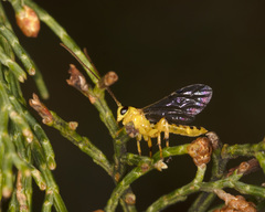 Xanthopimpla rhopaloceros
