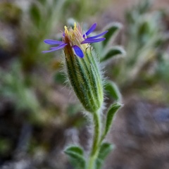 Vittadinia australasica