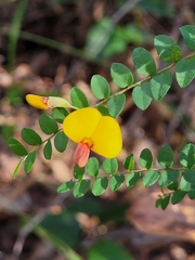 Bossiaea brownii