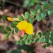 Bossiaea brownii - Photo (c) Jess, some rights reserved (CC BY-NC), uploaded by Jess