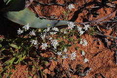 Phyllopodium pumilum