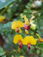 Bossiaea brownii