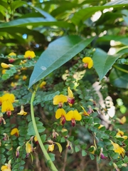 Bossiaea brownii