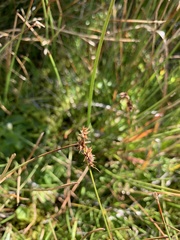 Carex echinata echinata