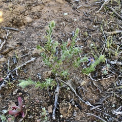 Vittadinia australasica