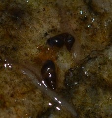 Potamopyrgus antipodarum