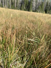 Carex echinata echinata