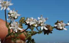 Phyllopodium pumilum