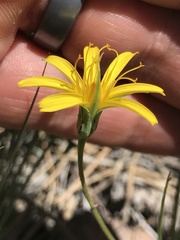 Microseris nutans