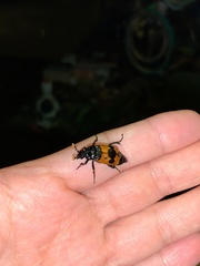 Nicrophorus olidus