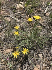 Microseris nutans