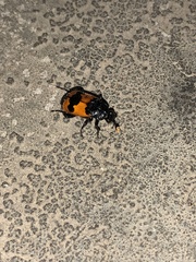 Nicrophorus olidus