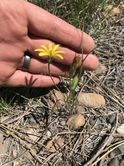 Microseris nutans