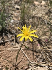 Microseris nutans