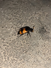 Nicrophorus olidus